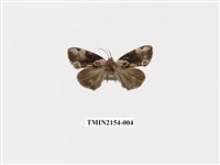 藏品(大斑波紋蛾)的圖片